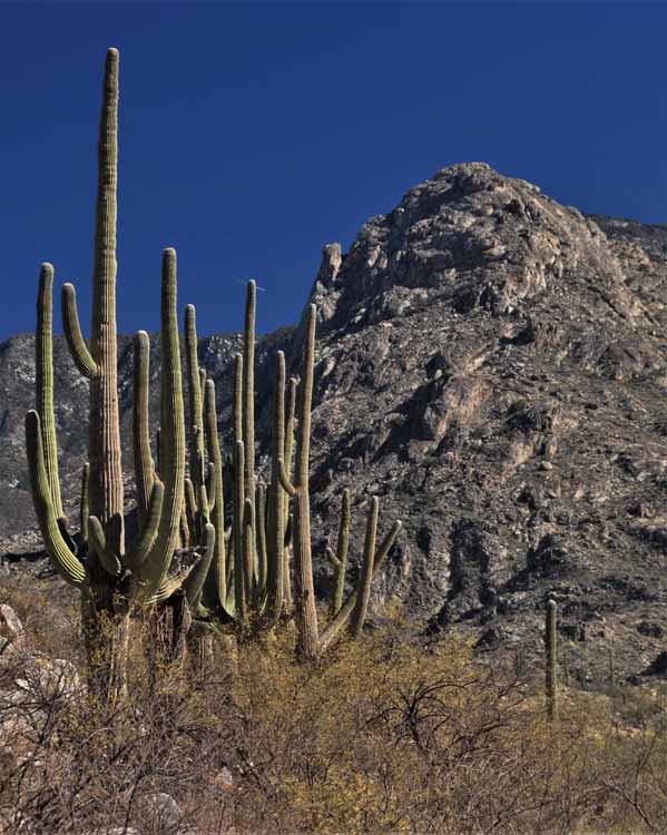 saguaro